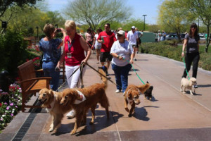 phoenix-corporate-social-responsiblity-team-building-dogs-2-a